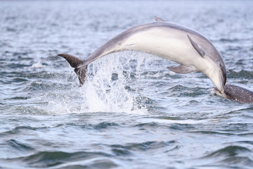 Playful wild bottlenose dolphin tursiops truncatus