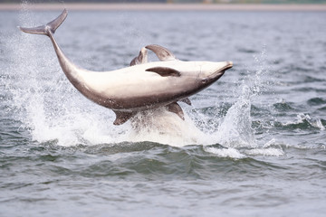 Playful wild bottlenose dolphin tursiops truncatus
