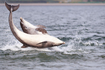 Playful wild bottlenose dolphin tursiops truncatus