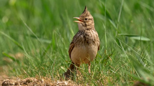 Crested lark (Galerida cristata) in natural habitat