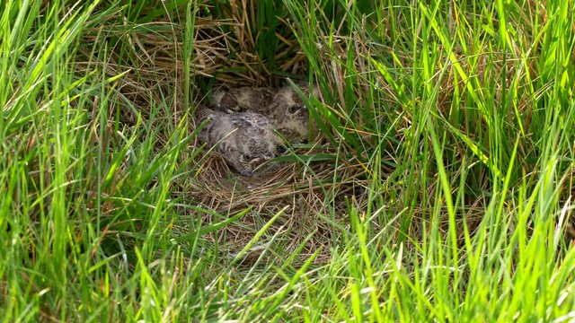 Crested lark (Galerida cristata) feeding chicks in nest