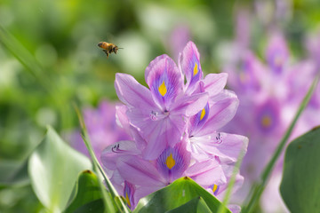 ฺBeautiful water hyacinth is blooming in the lake