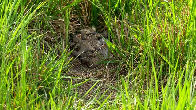 Crested lark (Galerida cristata) feeding chicks in nest
