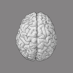 Stylized brain illustration isolated on grey BG