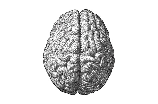 Stylized engraving drawing brain illustration