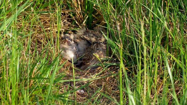 Crested lark (Galerida cristata) feeding chicks in nest