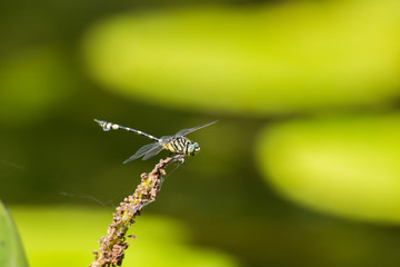 Yellow and Black Dragonfly
