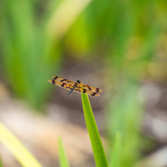 Yellow and Black Dragonfly