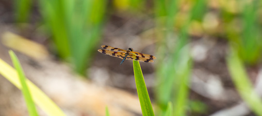 Yellow and Black Dragonfly