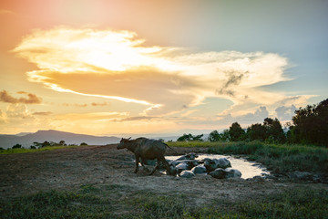 Fototapeta na wymiar Wonderful landscape sunset with water buffalo in mud pond