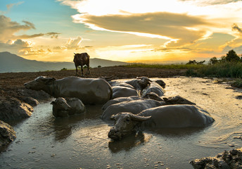 Wonderful landscape sunset with water buffalo in mud pond