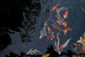 Colorful Carp fish in a lovely pond of a garden, The background of the colorful carp fish swimming