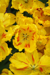vari&eacute;t&eacute; de tulipe jaune