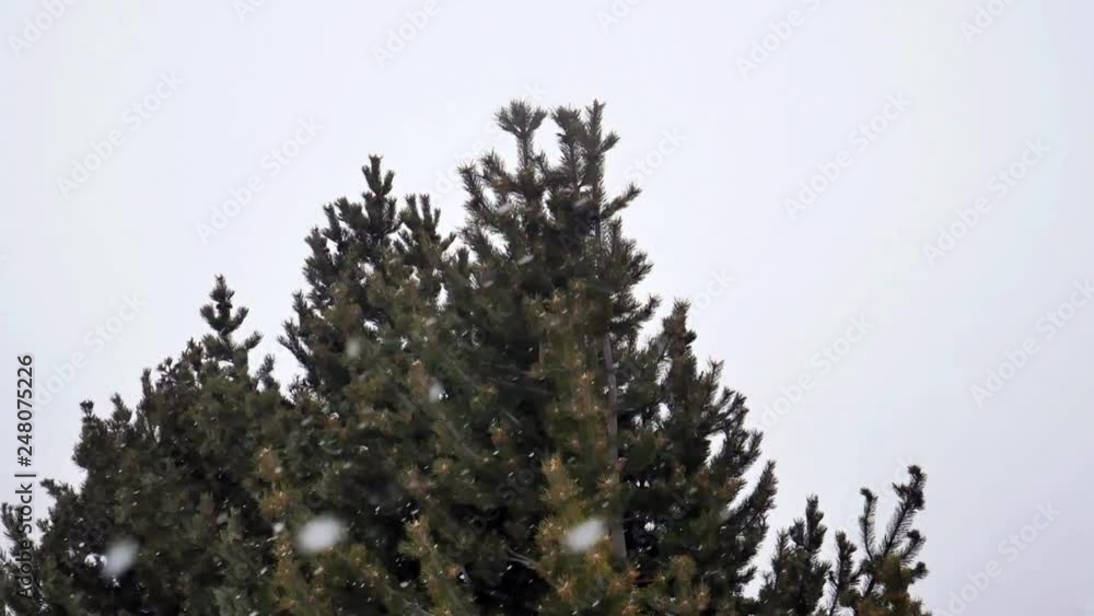 Poster snow falling with singular tree background