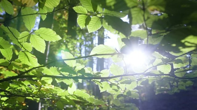 Sun glimmering through the tree crones illuminating fresh green forest flora leaves and trees