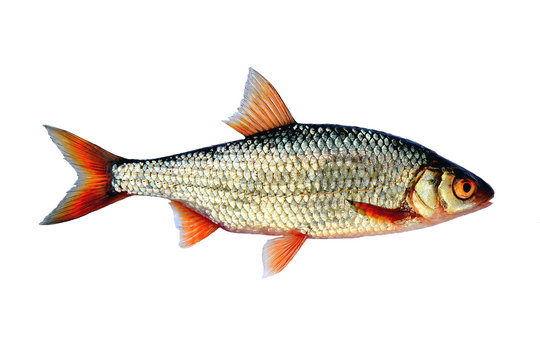 Roach common (lat. Rutilus rutilus), side view. Isolated image.