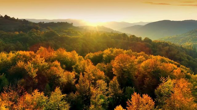 Beautiful Autmn forest shining at sunset. Flying above Colorful mountain flora