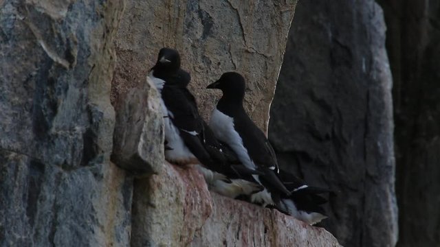 Common guillemots (Uria aalge) on ledge, one flies in, Antarctica