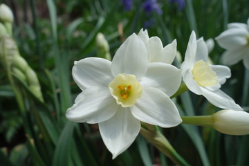 Fototapeta premium 水仙