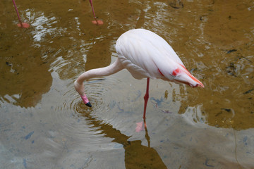 Flamingo Standing in a Shallow Water Pond