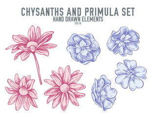 Vector collection of hand drawn pastel chrysanths, primula