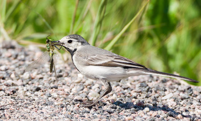 A white wagtail carrying a dragonfly on its beak
