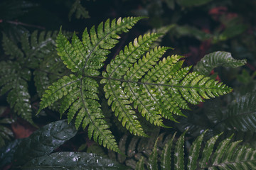 Natural green fern in the rain forest.
