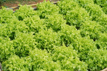 Fototapeta na wymiar Lettuce farm. Green lettuce plants in growth at field.