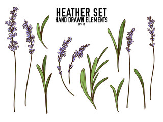 Vector collection of hand drawn colored  heather - obrazy, fototapety, plakaty