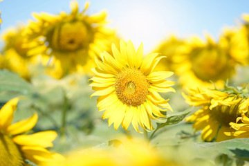 Closeup of sun flower against a blue sky.