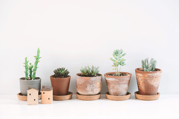 Succulents and Cactus in different clay pots on the white shelf. Scandinavian hipster home decoration.