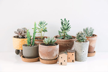 Succulents and Cactus in different clay pots on the white shelf. Scandinavian hipster home decoration.
