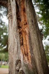 Fototapeta premium trunk of a tree