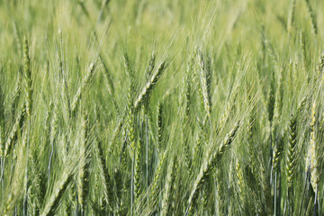 field of wheat
