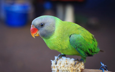 green parrot on a branch