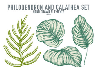 Vector collection of hand drawn pastel philodendron, calathea