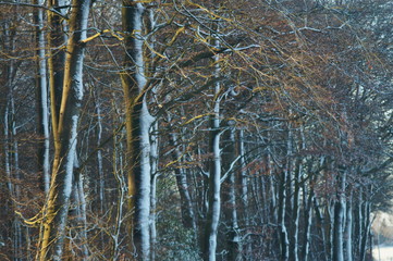 schnee, sonne, winter, landschaft