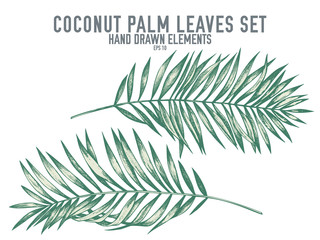 Vector collection of hand drawn pastel coconut palm leaves