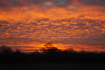 Fototapeta premium ptak, wschód słońca, niebo