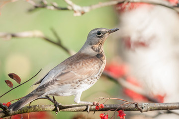 A fieldfare (Turdus pilaris) and rowan berries