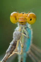 nature macro photography. namely the art of taking pictures according to existing circumstances.