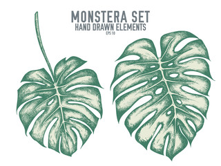 Vector collection of hand drawn pastel monstera © Sad