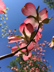 Pink Dogwood In Spring