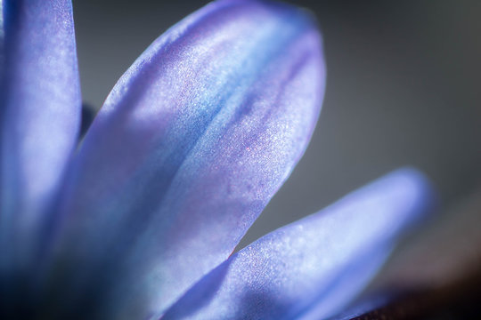 Siberian squill flower pelats from behind, macro showing the texture