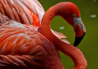 Obraz premium Flamingo close up with deep pink feathers, and green lake for background