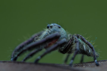 nature macro photography. namely the art of taking pictures according to existing circumstances.