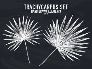 Vector collection of hand drawn chalk trachycarpus
