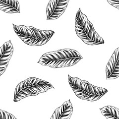 Seamless pattern with black and white calathea