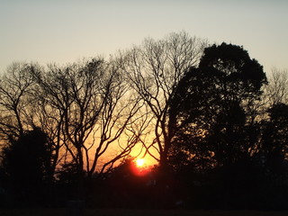 木々に沈む。夕暮れ時のこと。