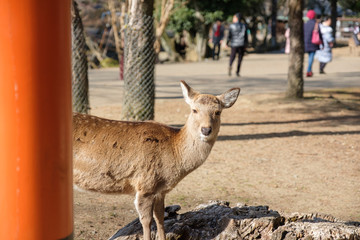奈良公園　東大寺　鹿　シカ　冬　１月　